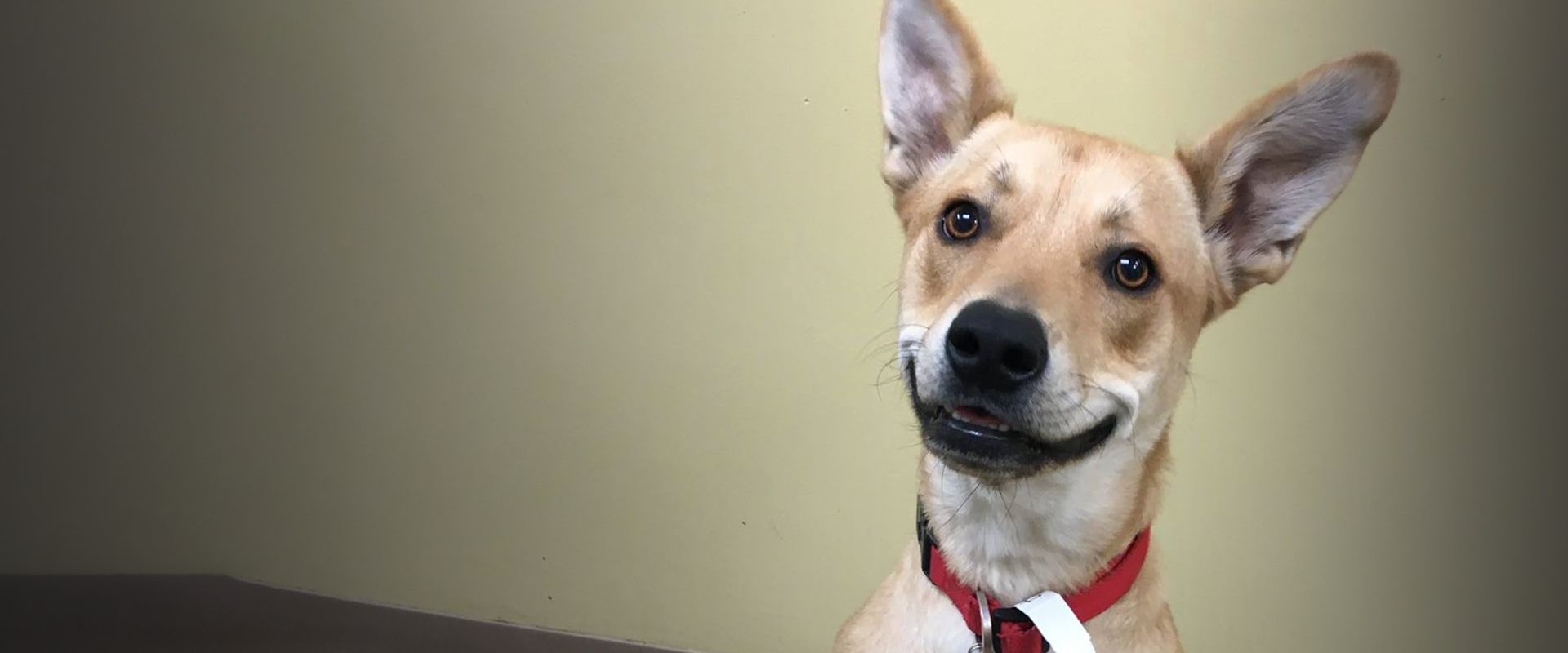 adorable smiling dog at camp wagging tails