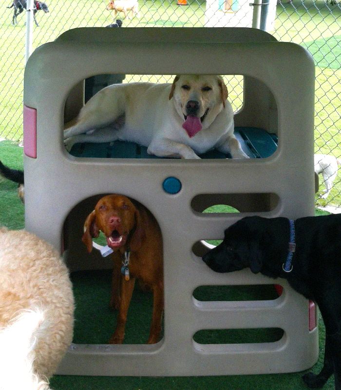 adorable dog at camp wagging tails pet boarding