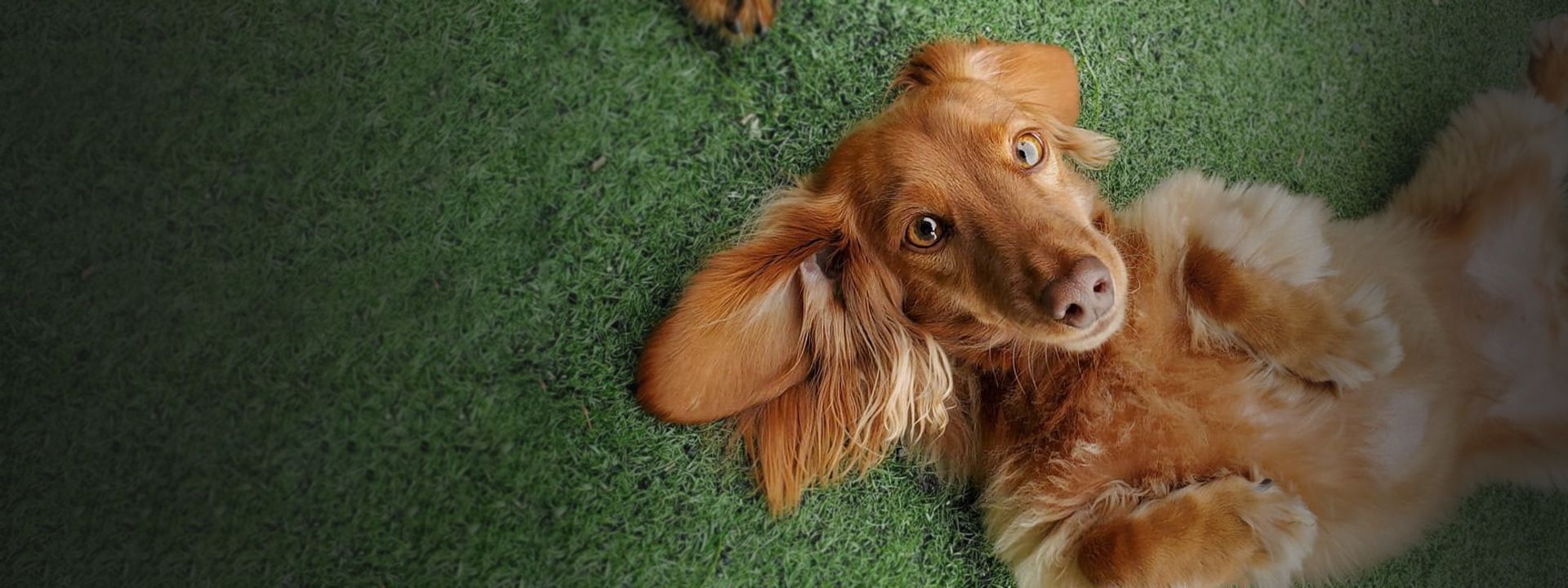 adorable dog lying on its back on the grass at camp wagging tails
