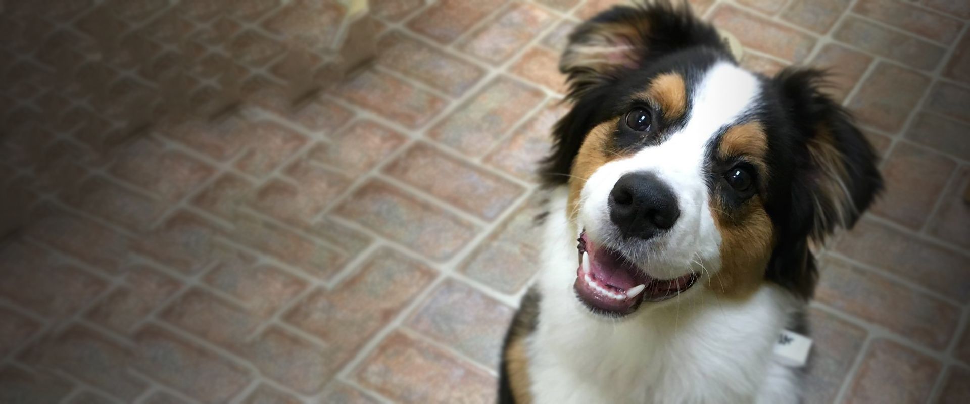 smiling dog at camp wagging tails