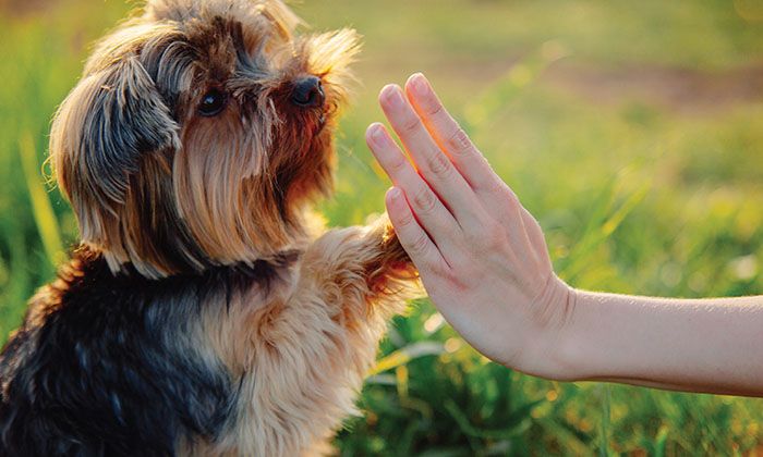 pet groomer cutting dog's nails