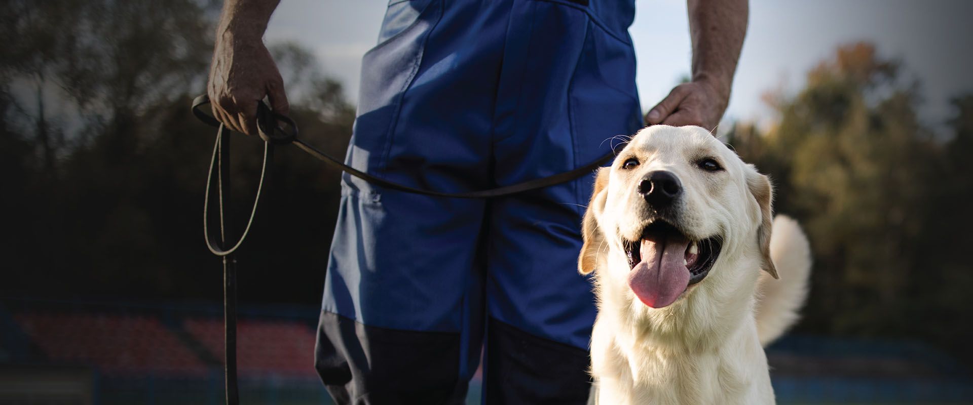 very happy golden retriever dog at camp wagging tails daycare