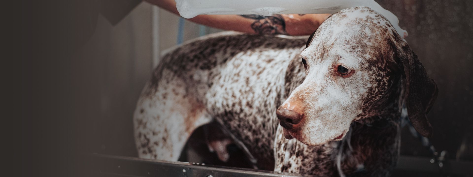 pet groomer bathing dog