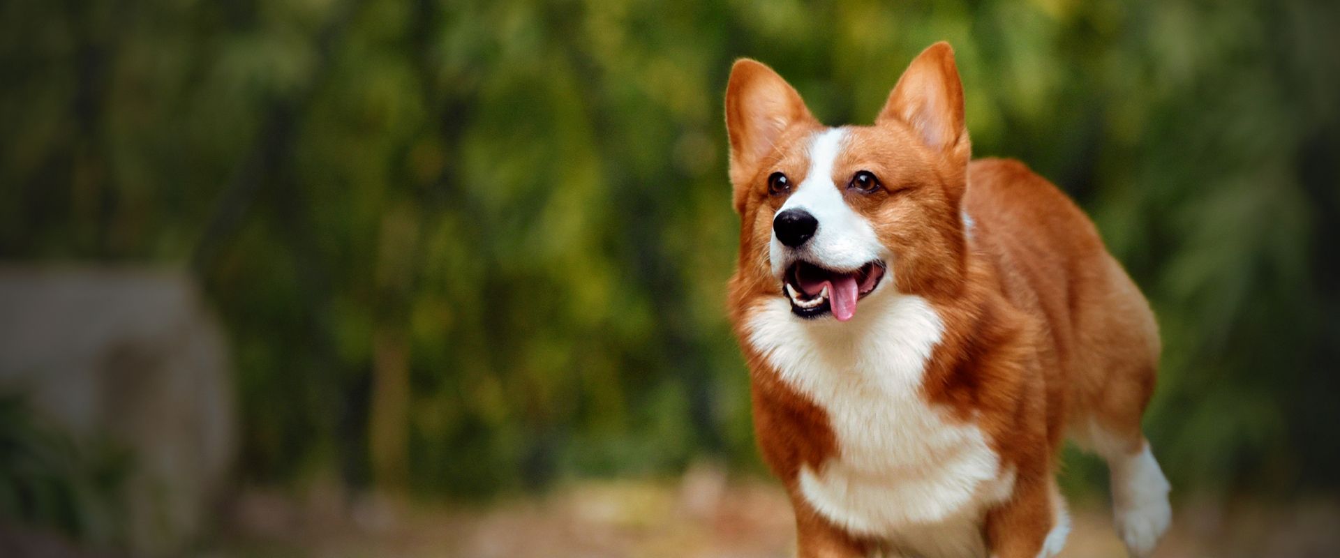 happy corgi dog running